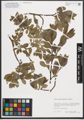 Foto von Salix mielichhoferi Saut.